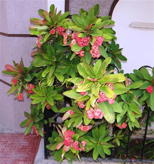  Plant
